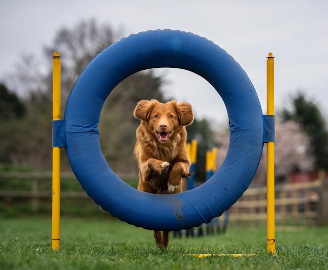 Hund springt durch Ring als Element der aktiven Physiotherapie